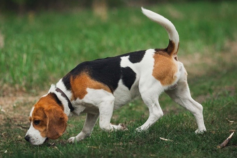 How and What Do Beagles Hunt? 4 Common Types of Prey - Xaxel Pets