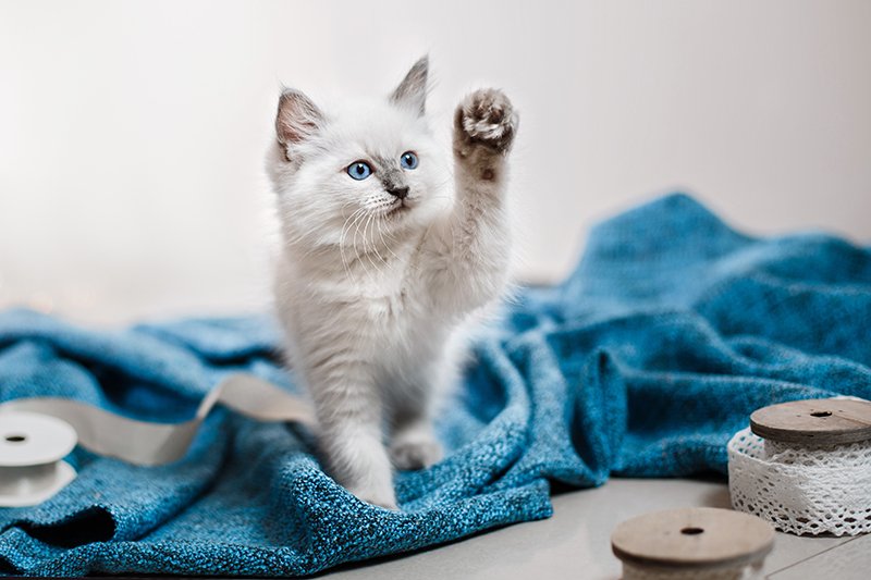 Blue Point Ragdoll: Pictures, Facts & History - Xaxel Pets